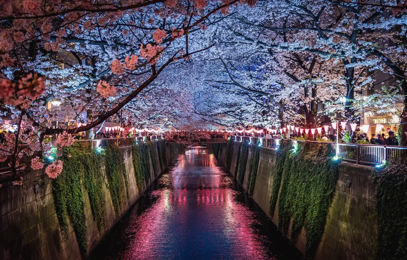 Photo wallpaper light, flowers, night, the city, lights, people, spring, Japan