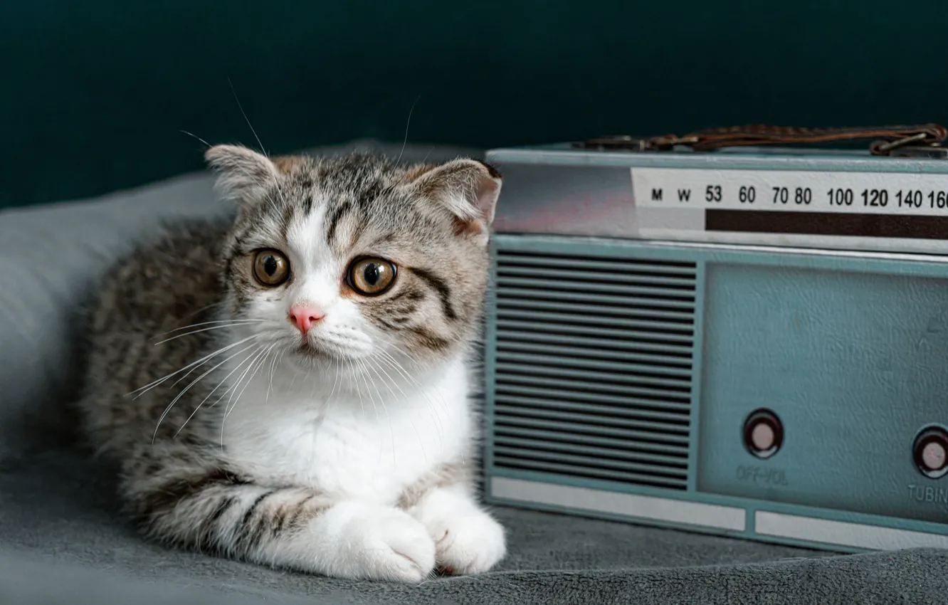 Photo wallpaper cat, eyes, look, retro, grey, lies, speaker, kitty
