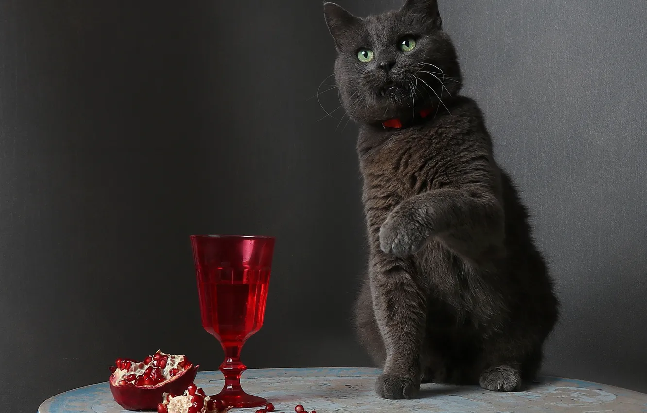 Photo wallpaper cat, cat, look, pose, table, grey, wine, glass
