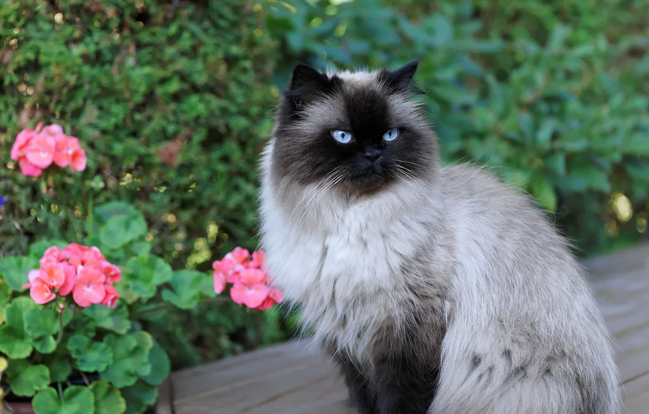 Photo wallpaper cat, cat, look, face, flowers, nature, Siamese, color-point