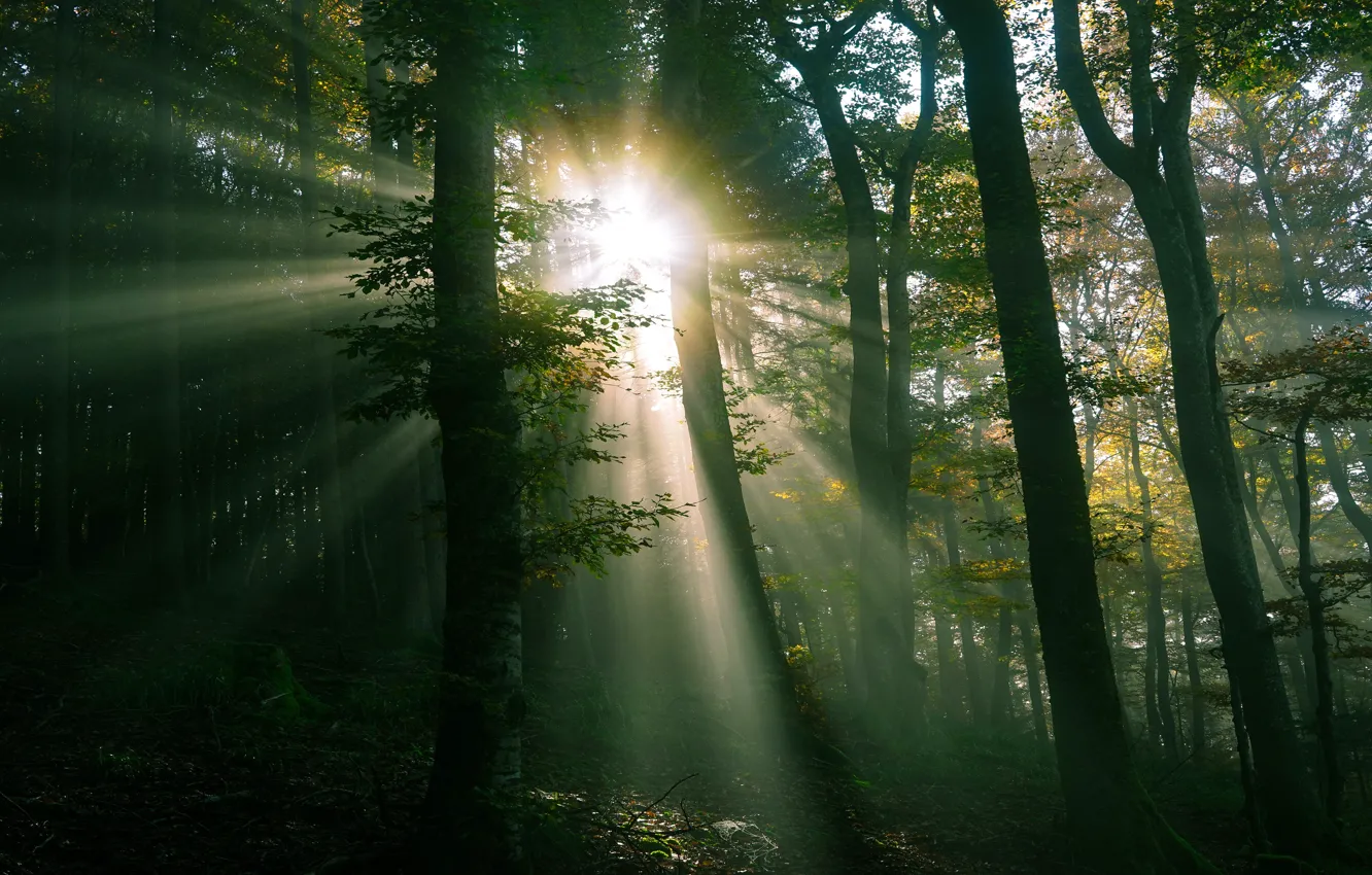 Photo wallpaper greens, forest, the sun, rays, light, foliage, twilight