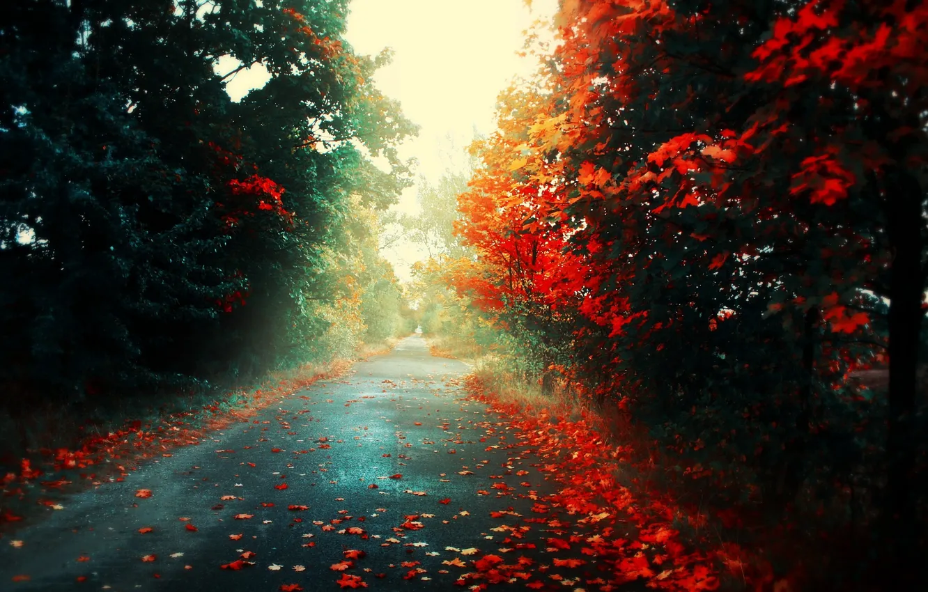 Photo wallpaper road, autumn, leaves, light