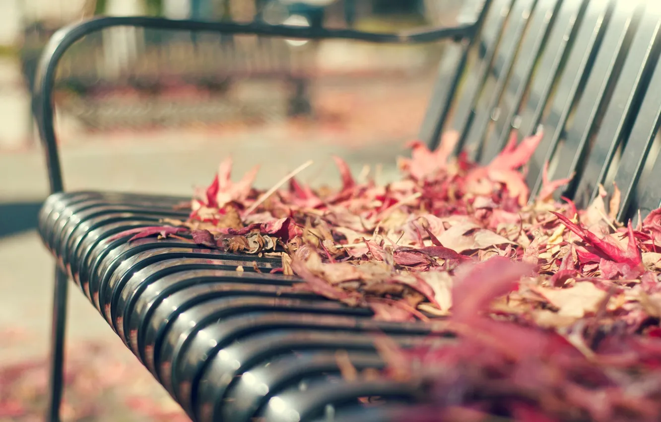 Photo wallpaper autumn, leaves, macro, bench, background, widescreen, Wallpaper, shop