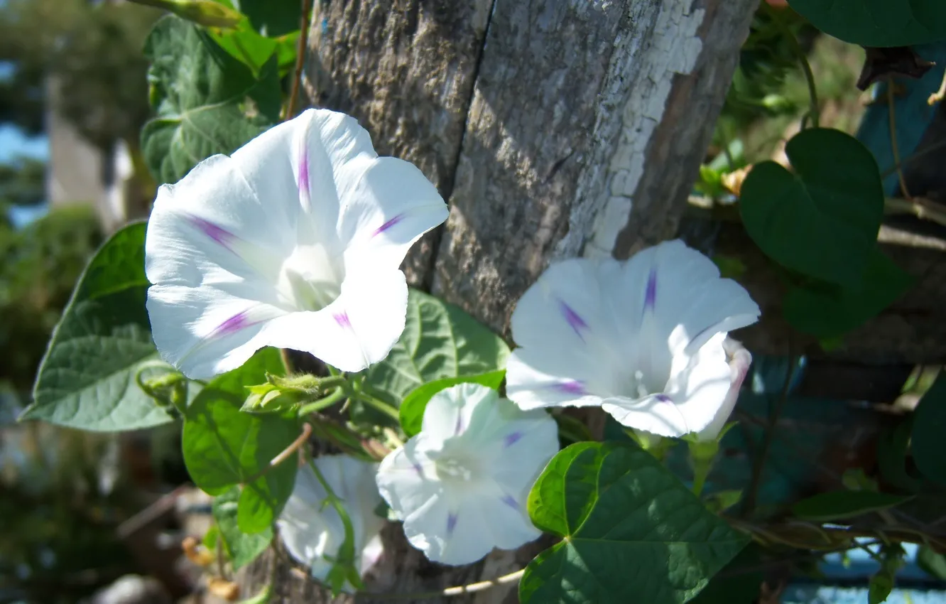 Photo wallpaper white, summer, flowers, bindweed, Meduzanol ©