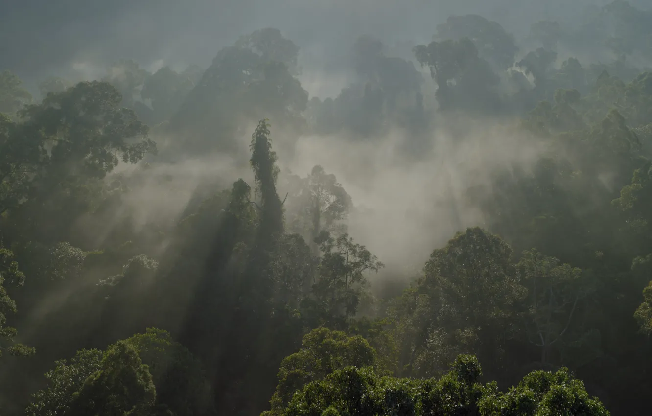 Photo wallpaper forest, Amazon, BBC, South America, nature