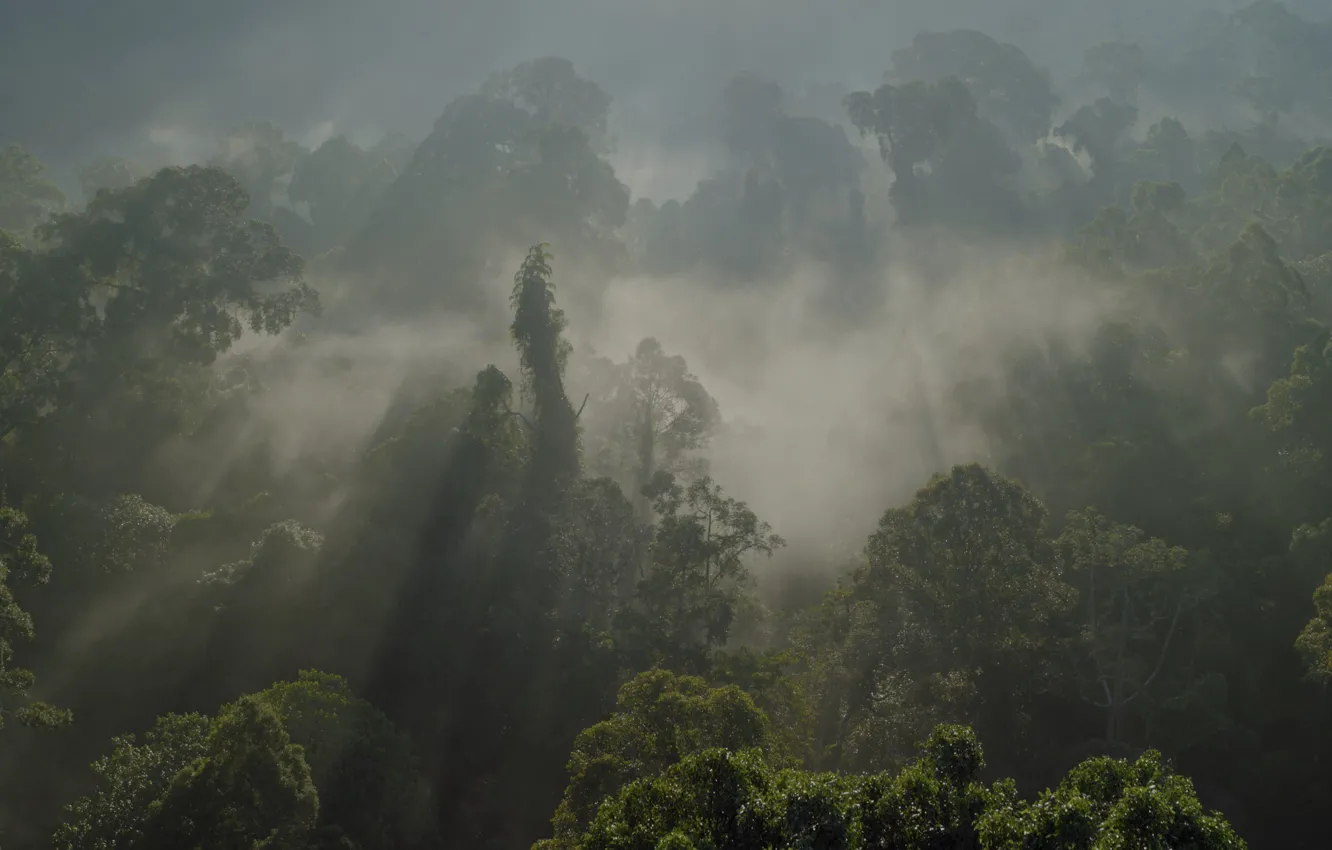 Photo wallpaper forest, nature, South America, BBC, Amazon