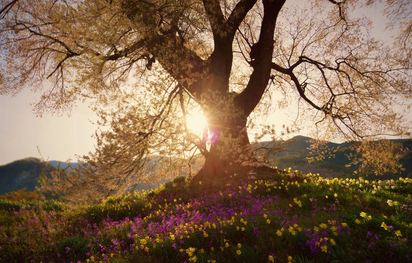 Photo wallpaper the sun, light, trees, flowers, nature, color, spring