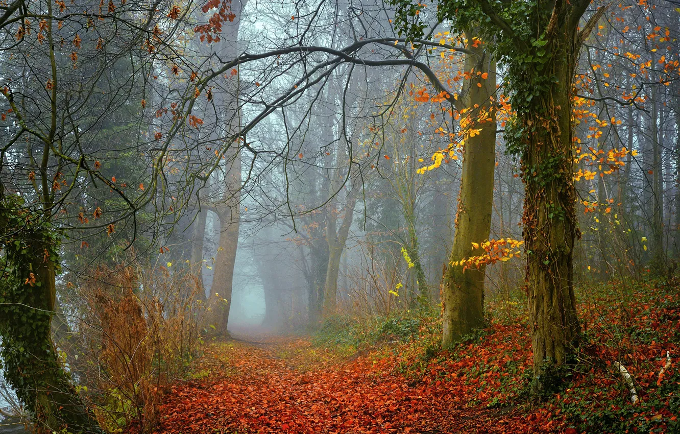 Photo wallpaper autumn, forest, trees, nature, fog, foliage, morning, Radoslaw Dranikowski