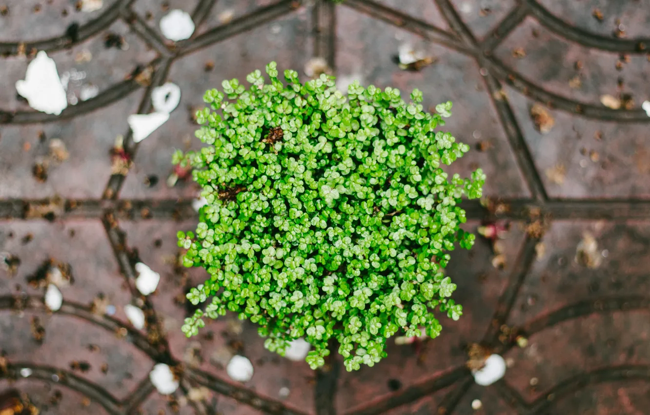 Photo wallpaper green, plant, petals