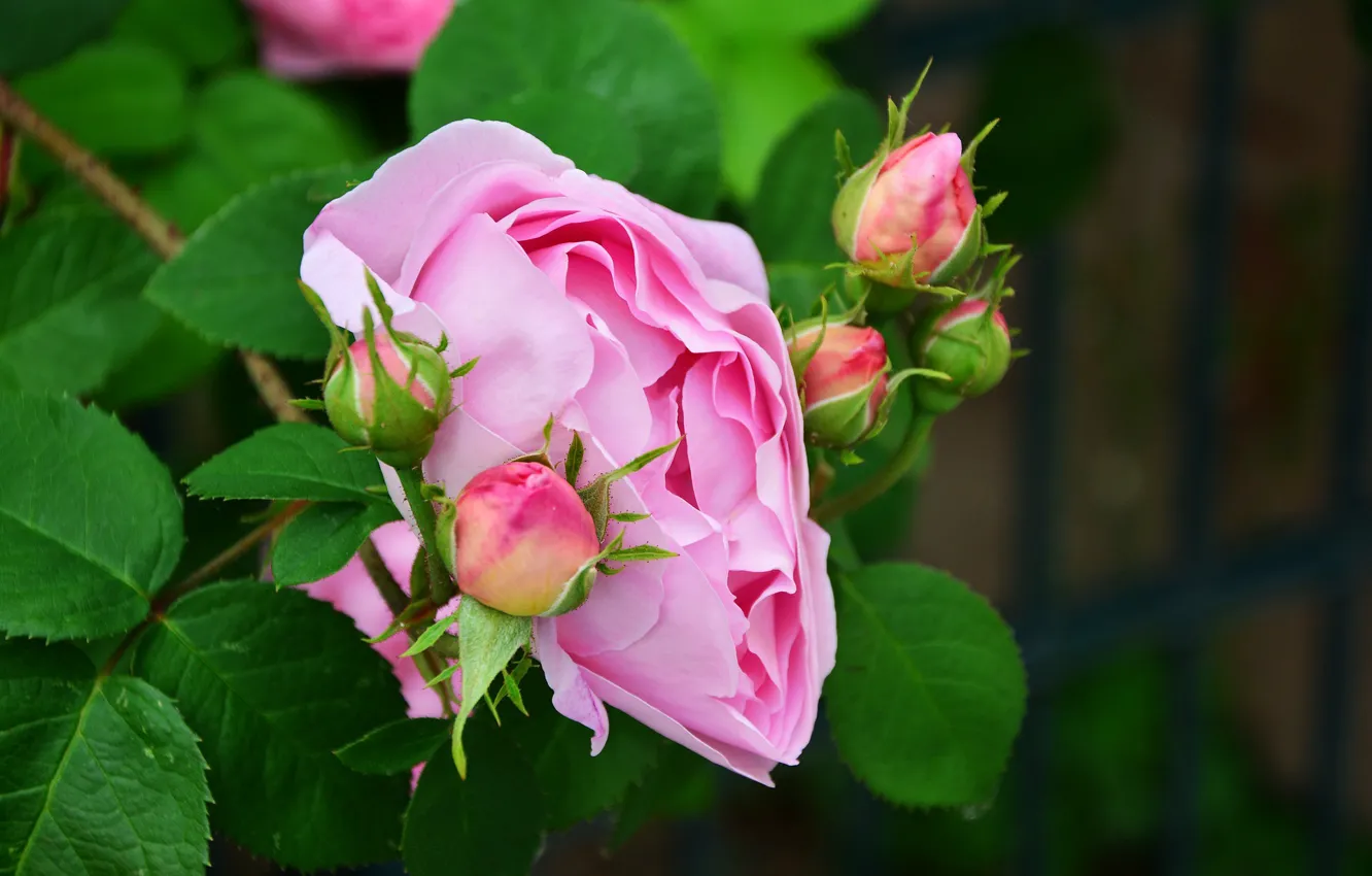 Photo wallpaper blurred background, pink rose, rosebuds