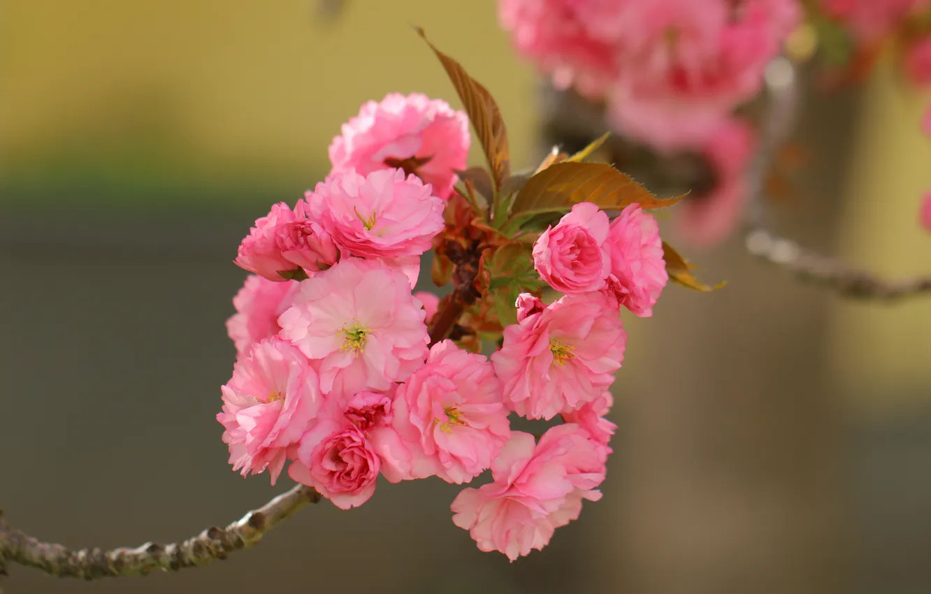 Photo wallpaper macro, flowers, branches, background, spring, Sakura, flowering
