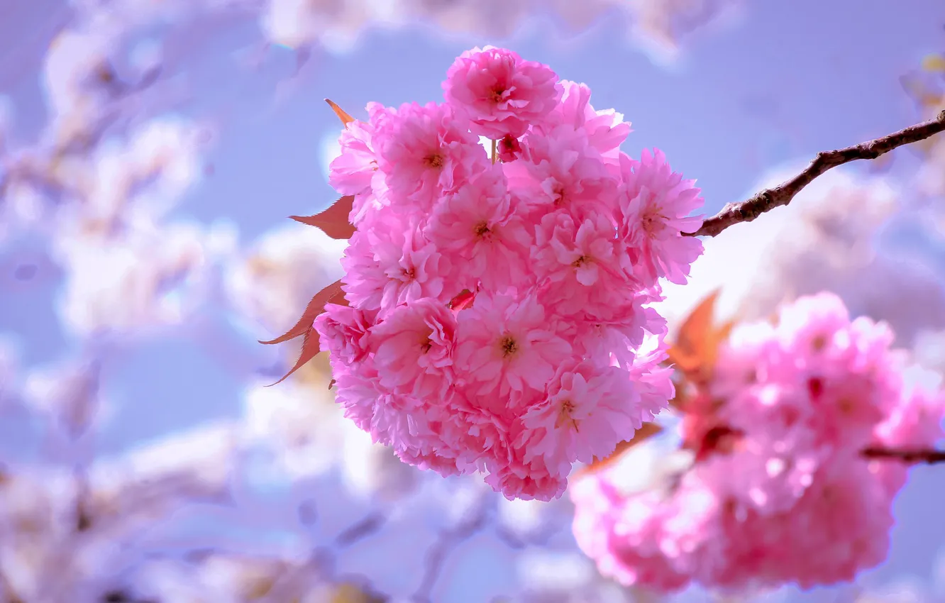 Photo wallpaper cherry, branch, spring, Sakura, flowering, flowers