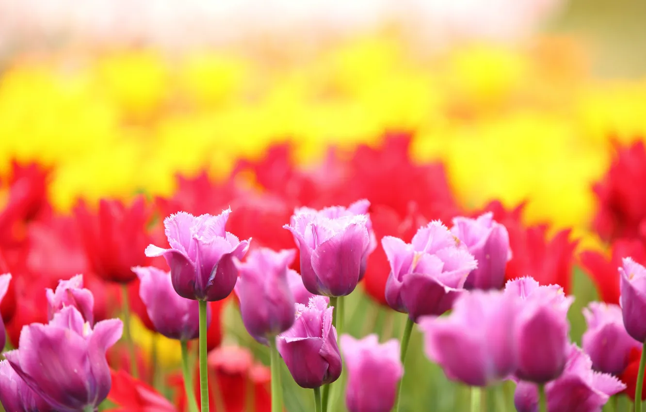 Photo wallpaper flowers, spring, tulips, flowering