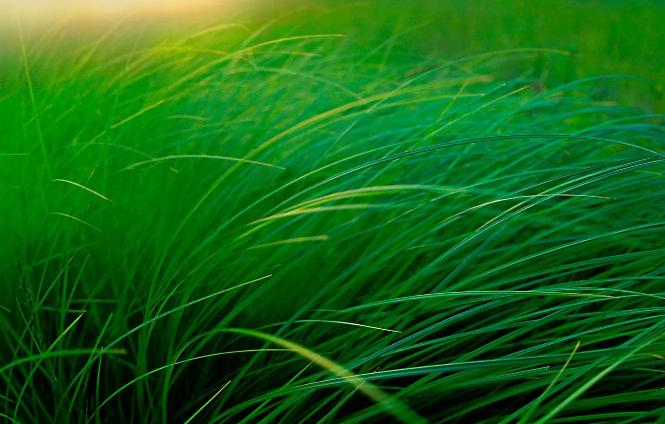 Photo wallpaper grass, macro, stem