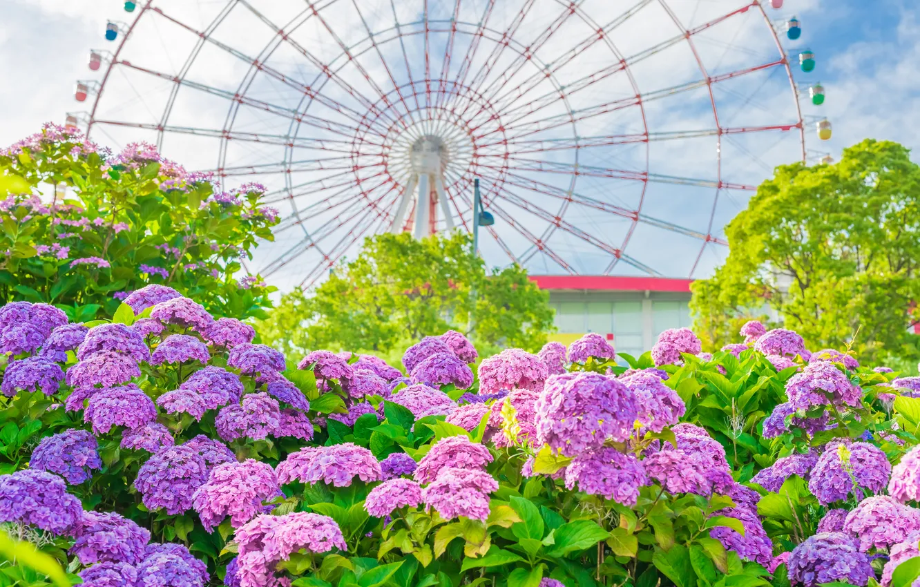 Photo wallpaper greens, summer, the sky, trees, flowers, Park, attraction, Ferris wheel