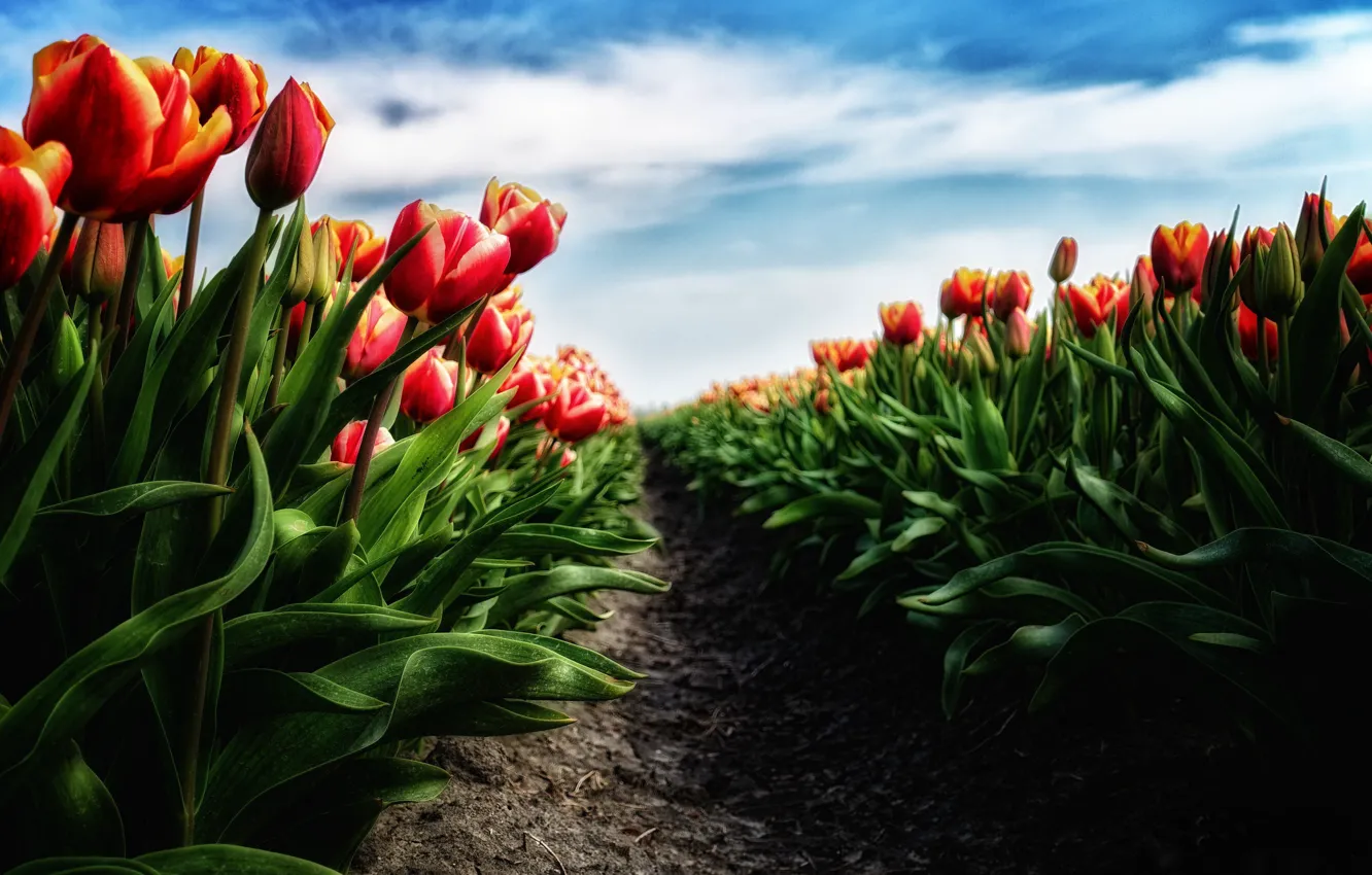 Photo wallpaper flowers, spring, tulips