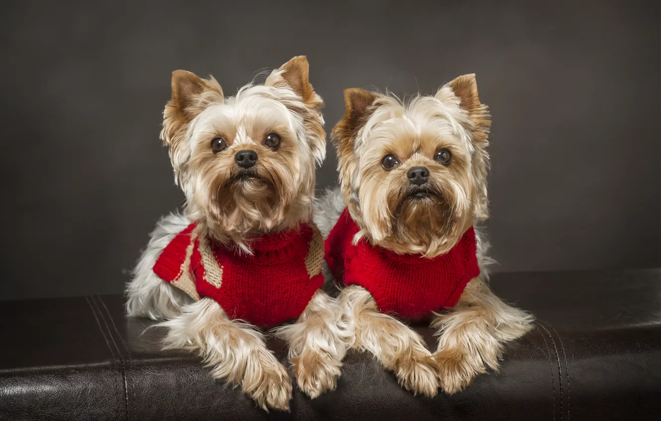Photo wallpaper dogs, a couple, twins, Yorkshire Terrier