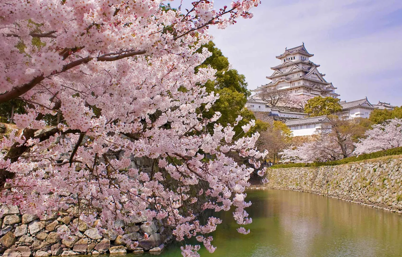 Photo wallpaper spring, Japan, Sakura, flowering, Himeji Castle, Castle of the white Heron