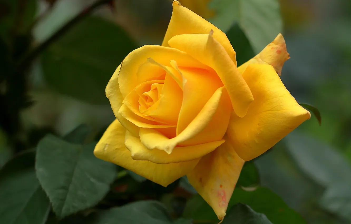 Photo wallpaper rose, petals, Bud, yellow rose