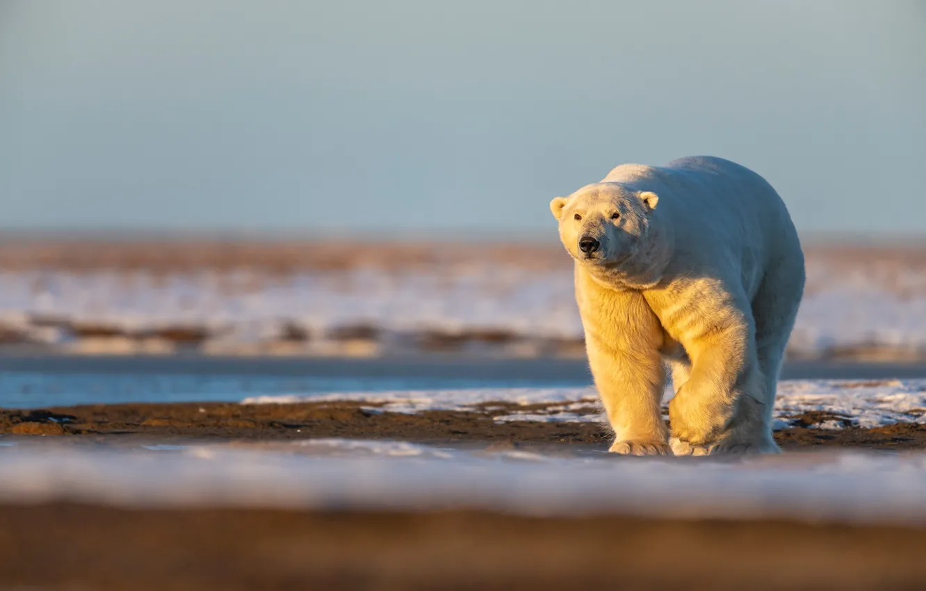 Photo wallpaper winter, white, look, light, snow, nature, pose, shore