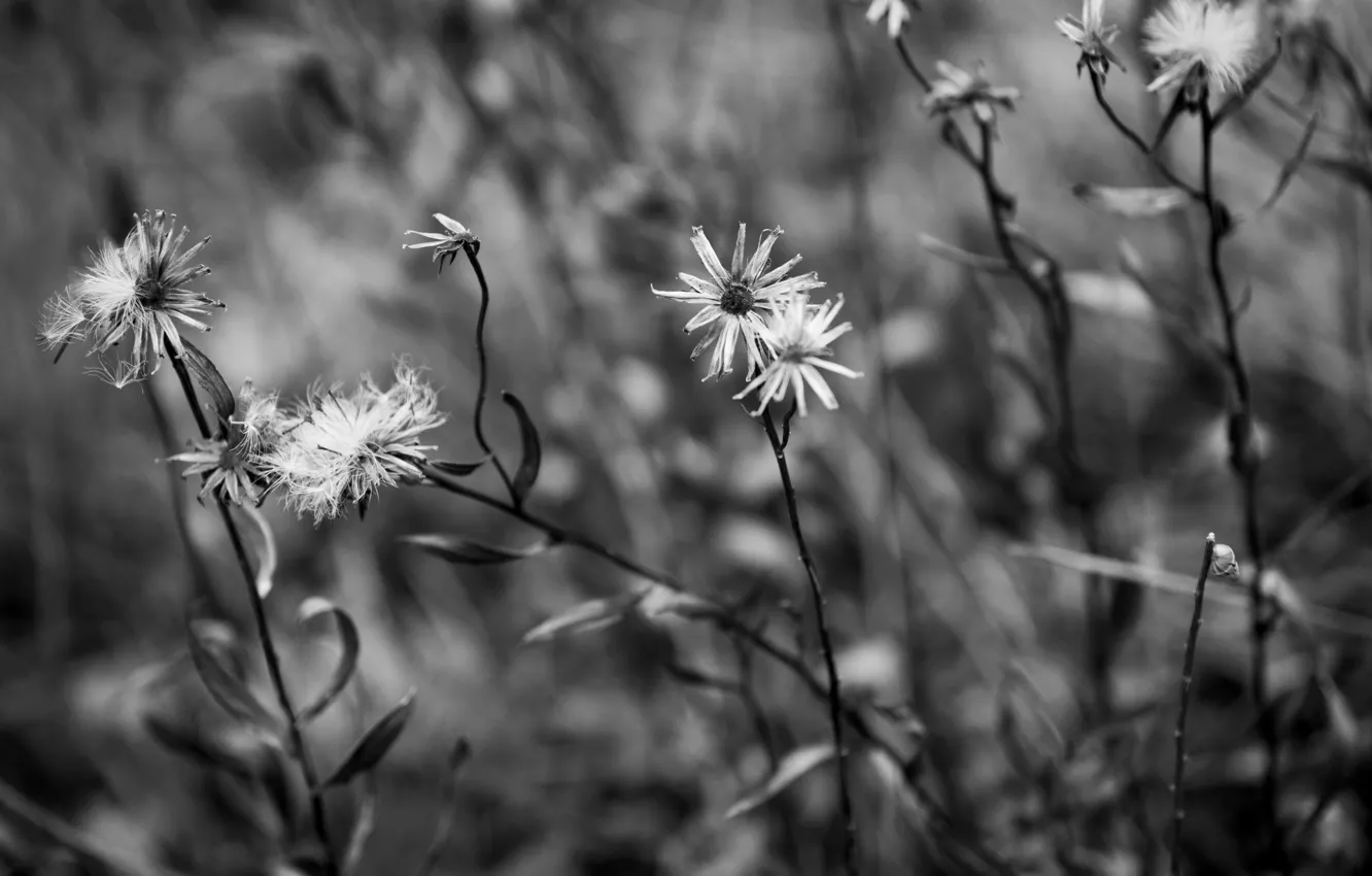 Photo wallpaper green, colors, park, flowers, beautiful, background, autumn, leaves
