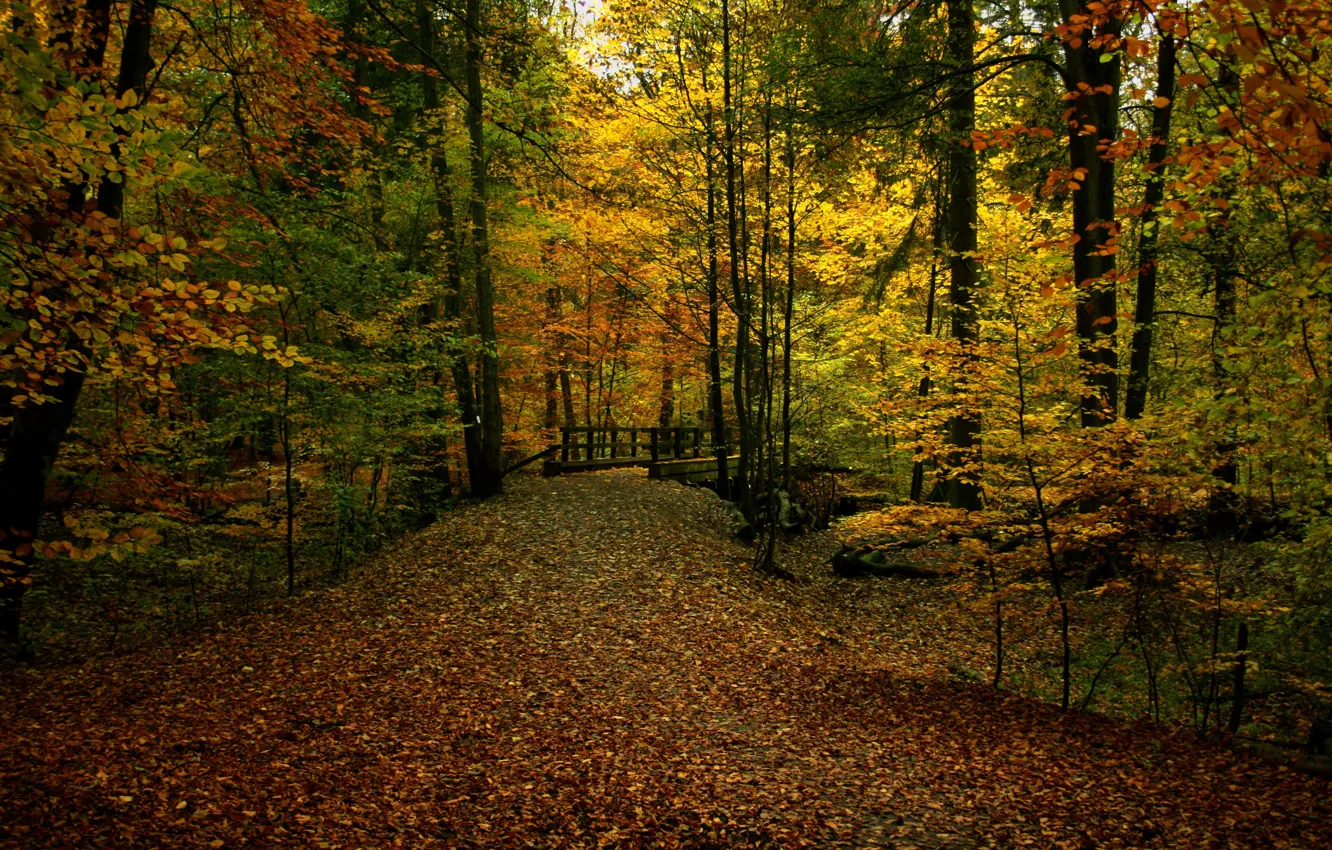 Photo wallpaper autumn, forest, foliage, trail, colors, track, forest, the bridge