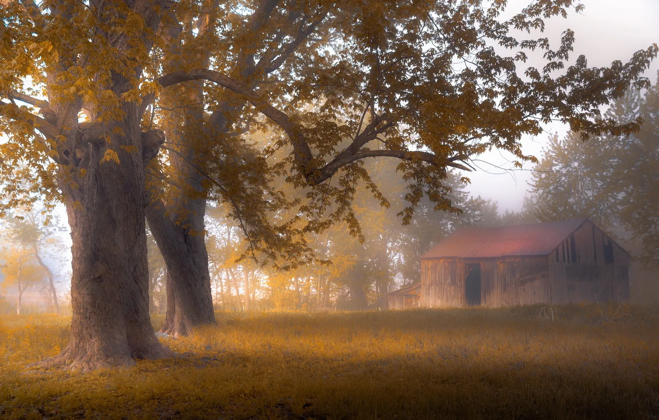 Photo wallpaper trees, fog, house