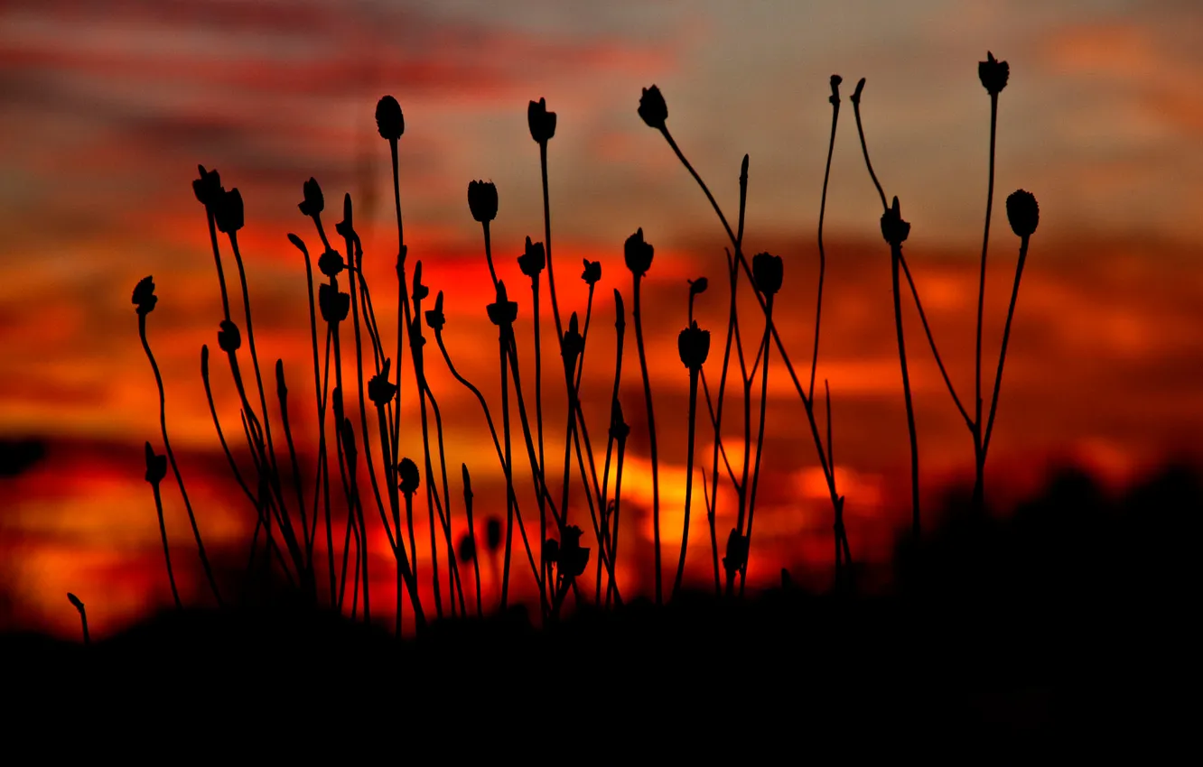 Photo wallpaper the sky, clouds, plant, silhouette, glow