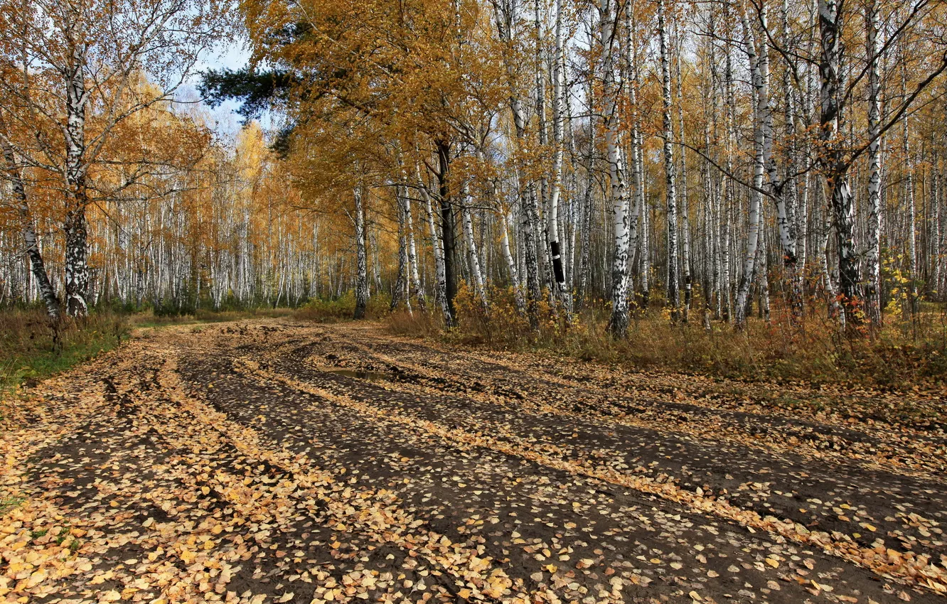 Photo wallpaper road, autumn, forest, trees