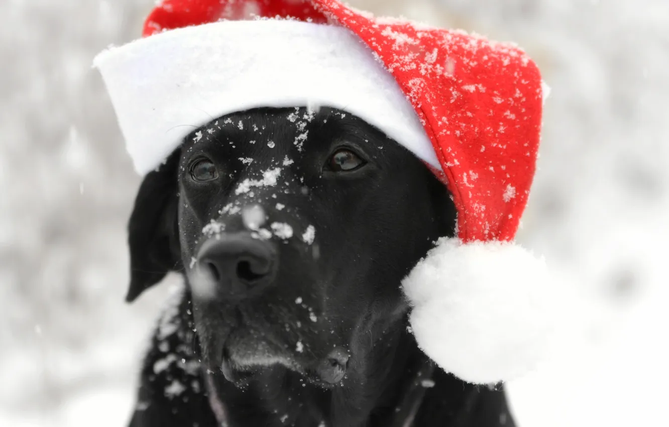 Photo wallpaper look, each, dog, cap