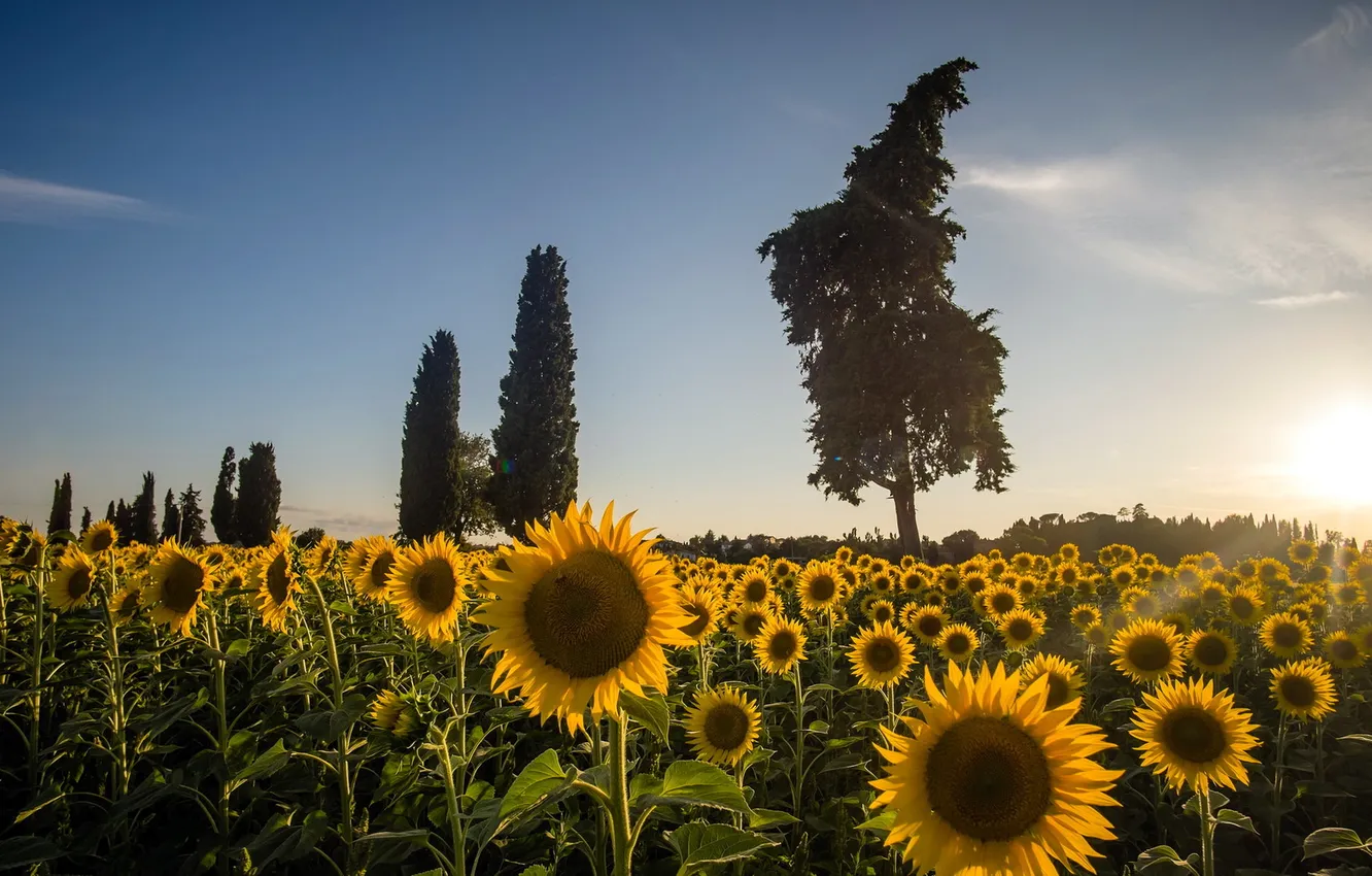 Photo wallpaper sunflowers, landscape, morning