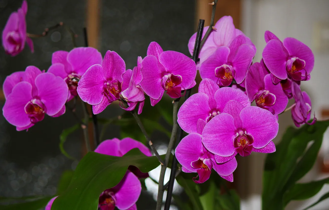 Photo wallpaper summer, flowers, beauty, Orchid, June, flowers