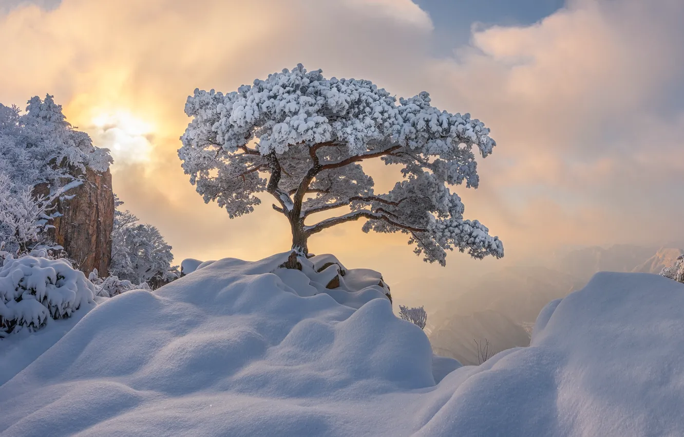 Photo wallpaper winter, clouds, snow, trees, landscape, mountains, nature, fog