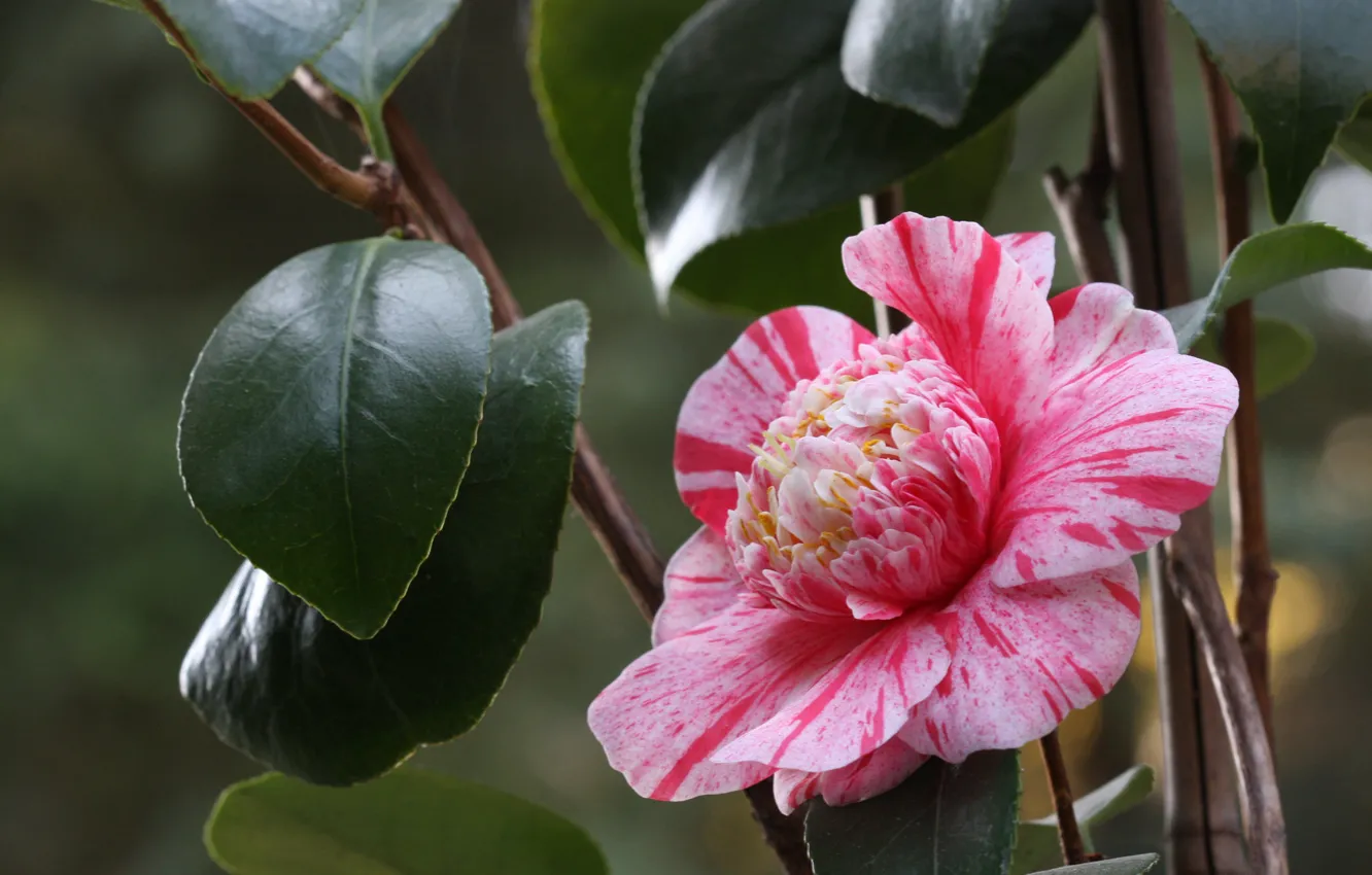 Photo wallpaper leaves, pink, tenderness, petals, Bud, flowering, Camellia