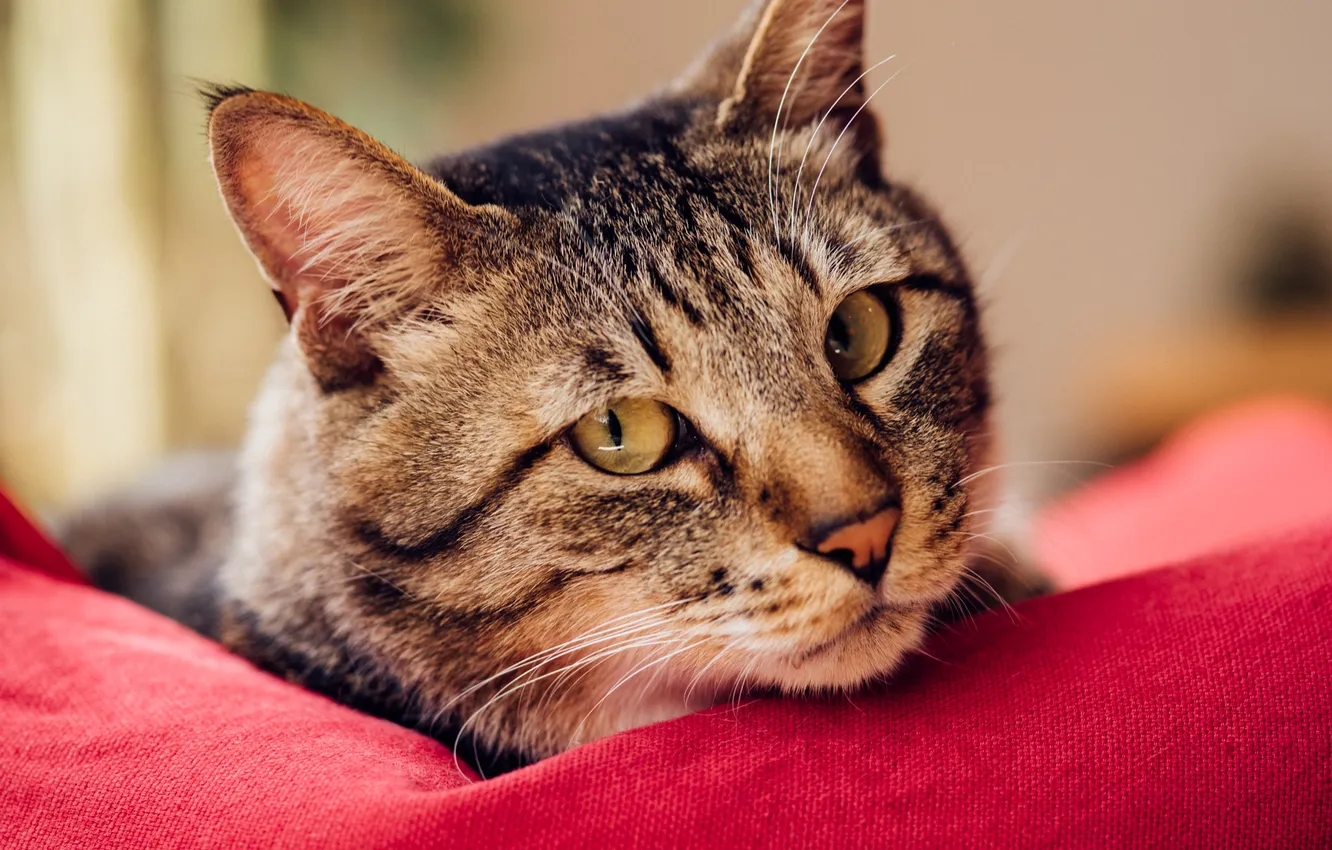 Photo wallpaper cat, cat, look, pose, grey, portrait, lies, face