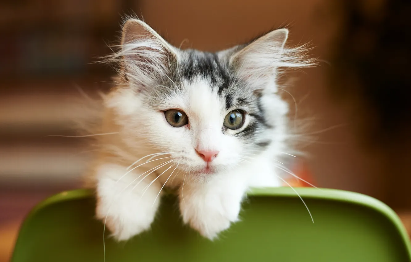 Photo wallpaper cat, cat, look, muzzle