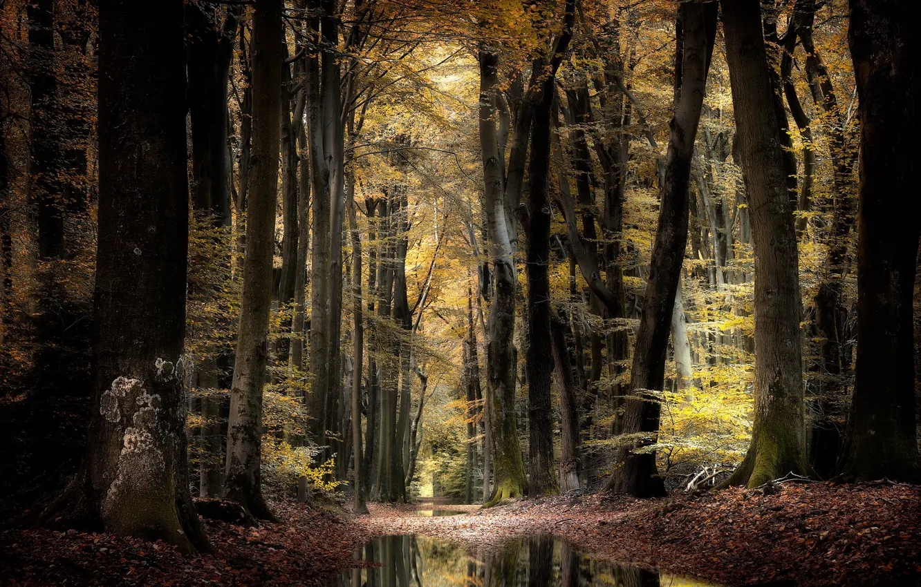 Photo wallpaper autumn, forest, nature