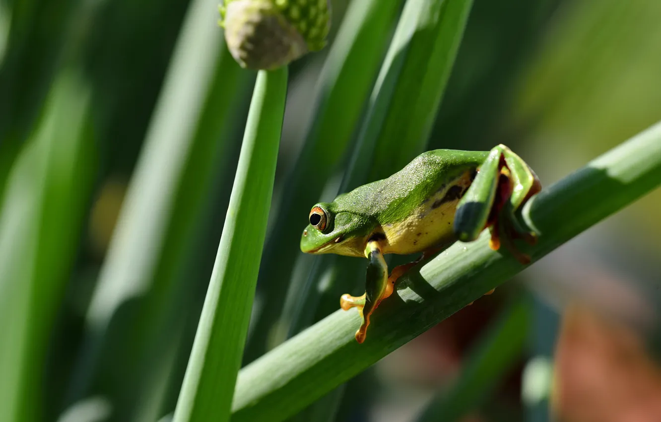 Photo wallpaper light, green, frog, feathers, bow