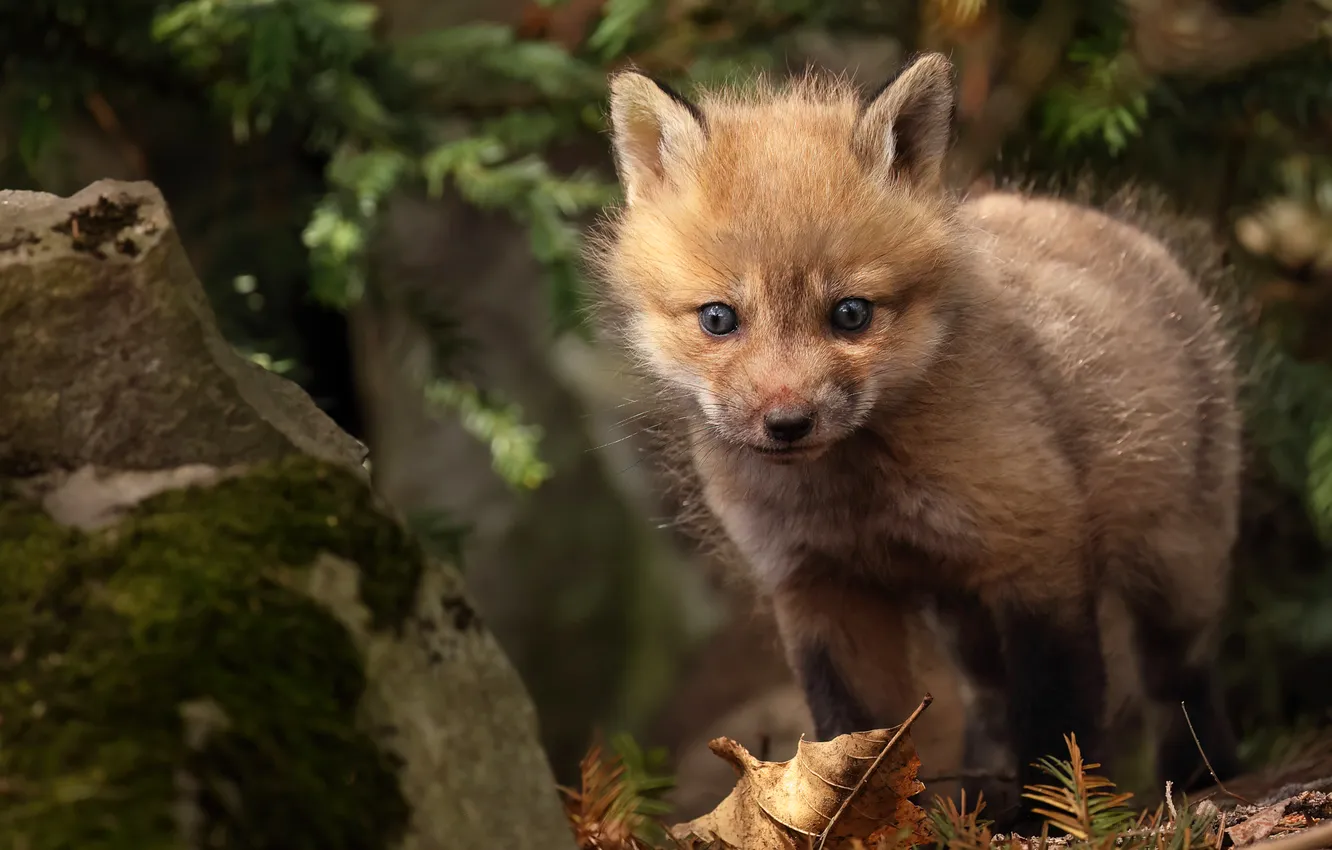 Photo wallpaper nature, Fox, Fox