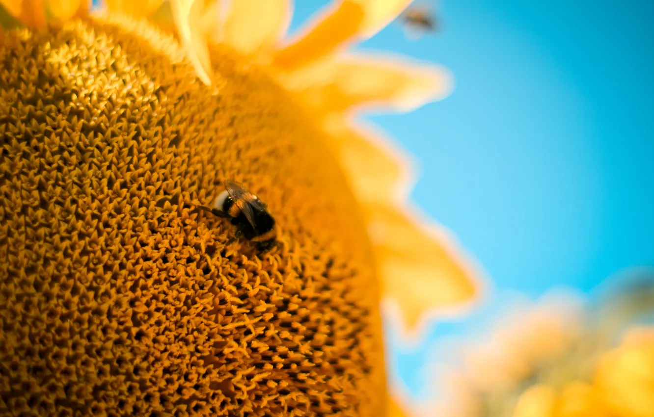 Photo wallpaper flower, macro, bee, Sunflower, bumblebee