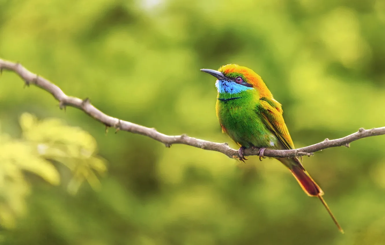 Photo wallpaper branches, background, bird, bokeh, the green bee-eater