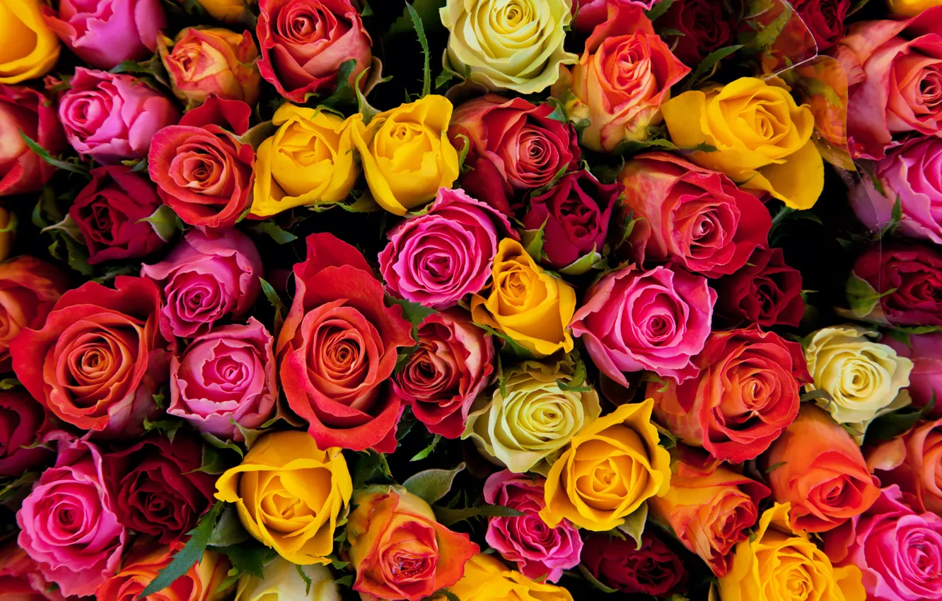 Photo wallpaper yellow, red, roses, bouquet, pink, buds, colorful, different