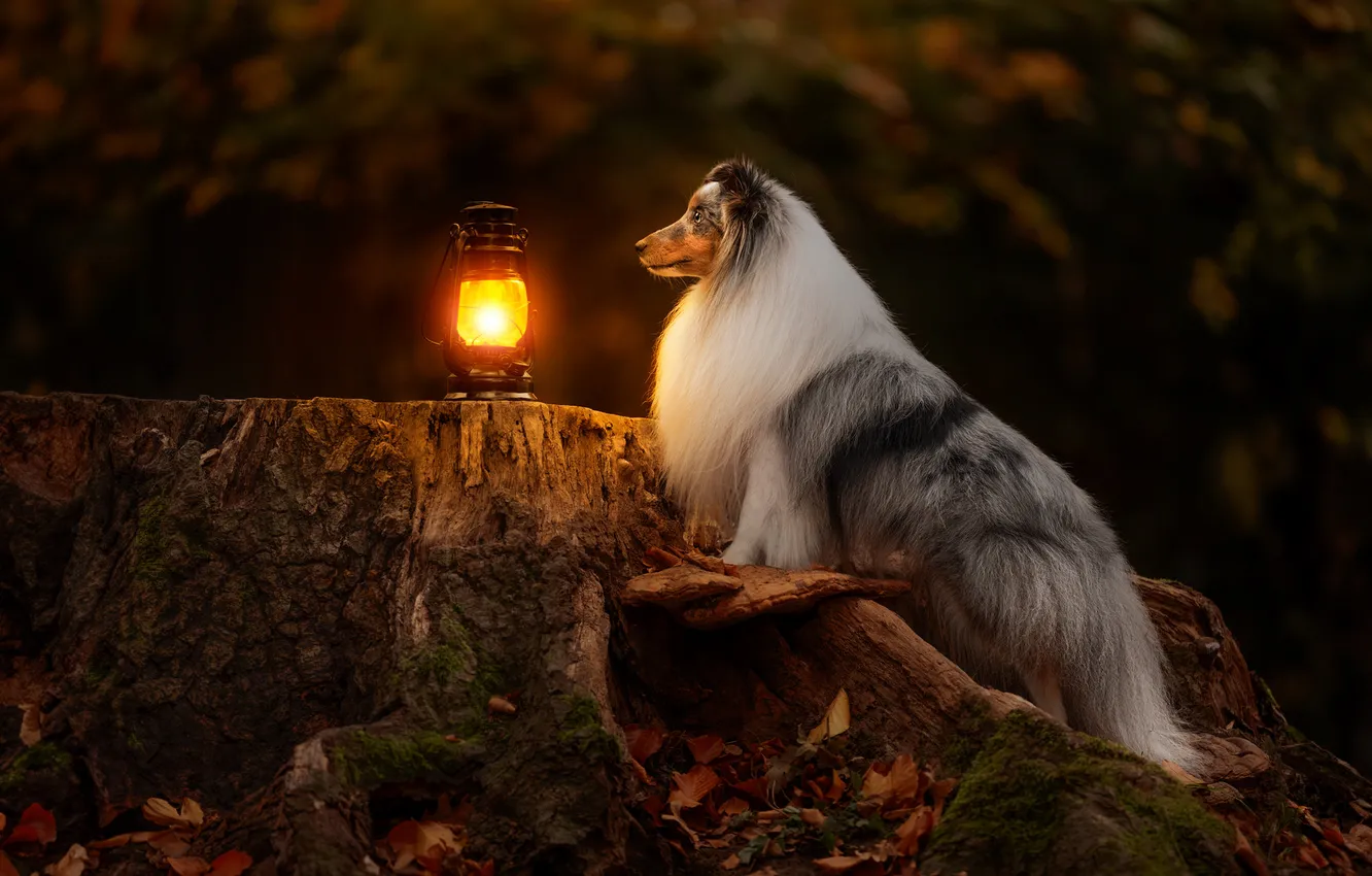 Photo wallpaper stump, dog, lantern, Sheltie, Shetland Sheepdog