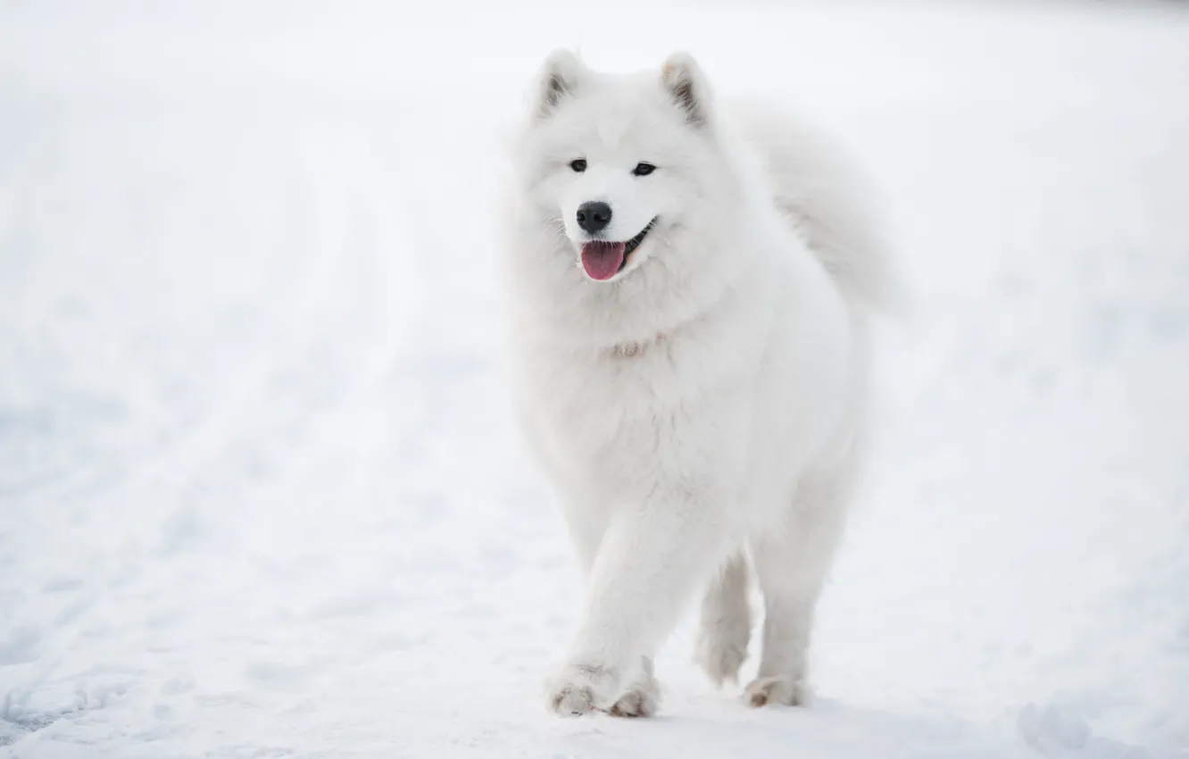 Photo wallpaper winter, language, snow, nature, pose, dog, the snow, white