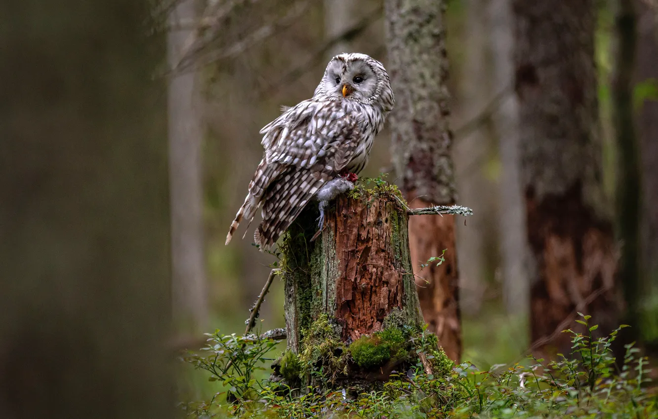 Photo wallpaper forest, trees, owl, bird, stump, trunk, mining, owl