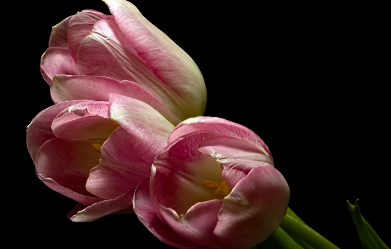 Photo wallpaper flowers, background, tulips