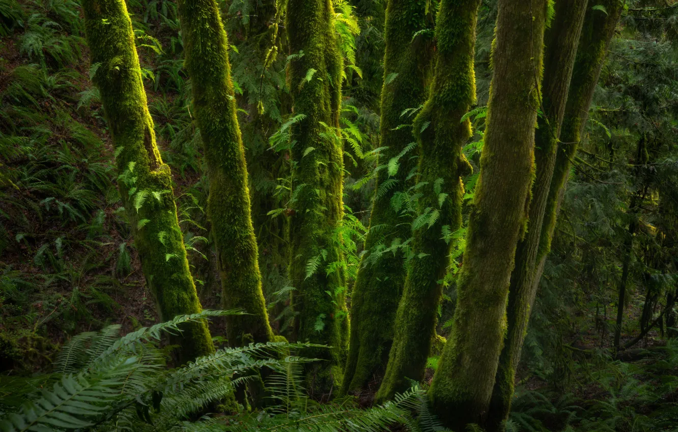 Photo wallpaper greens, forest, trees, thickets, moss, fern