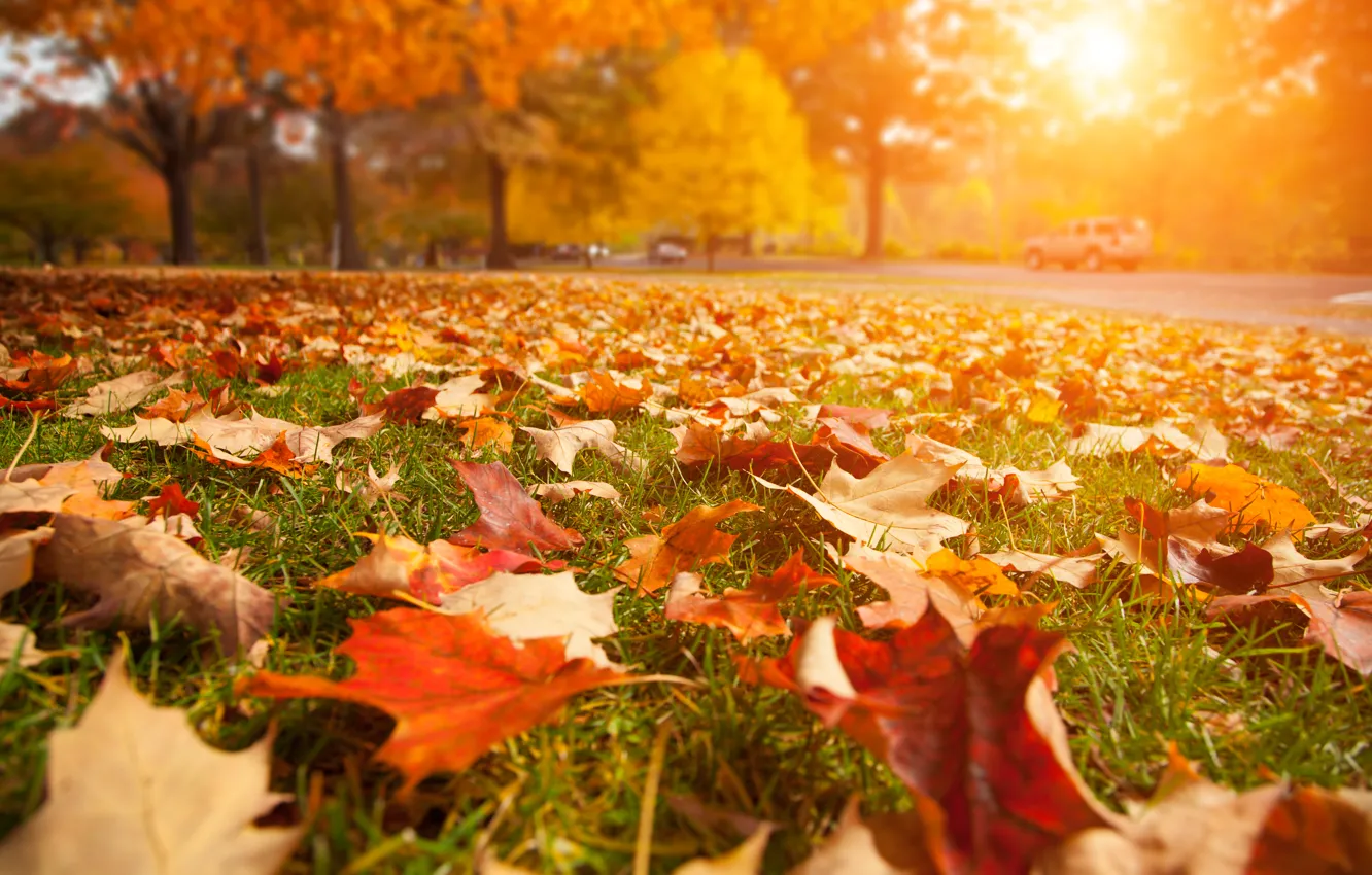 Photo wallpaper road, leaves, macro, landscape, nature, beautiful, road, close-up