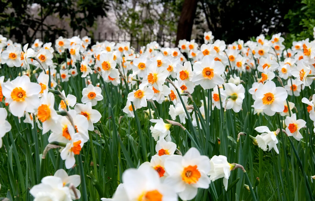 Photo wallpaper flowers, a lot, daffodils