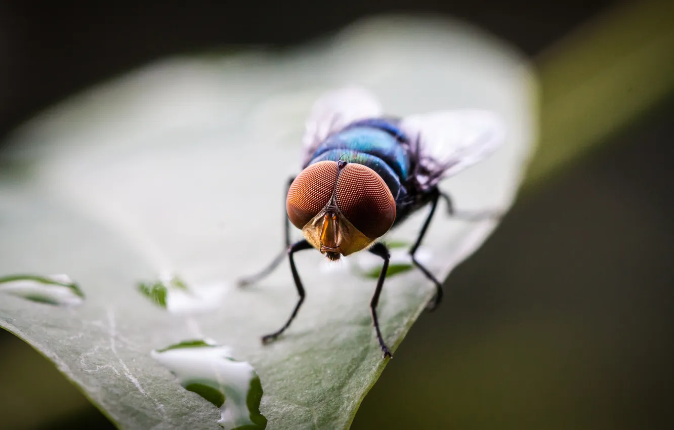 Photo wallpaper leaves, drops, macro, fly